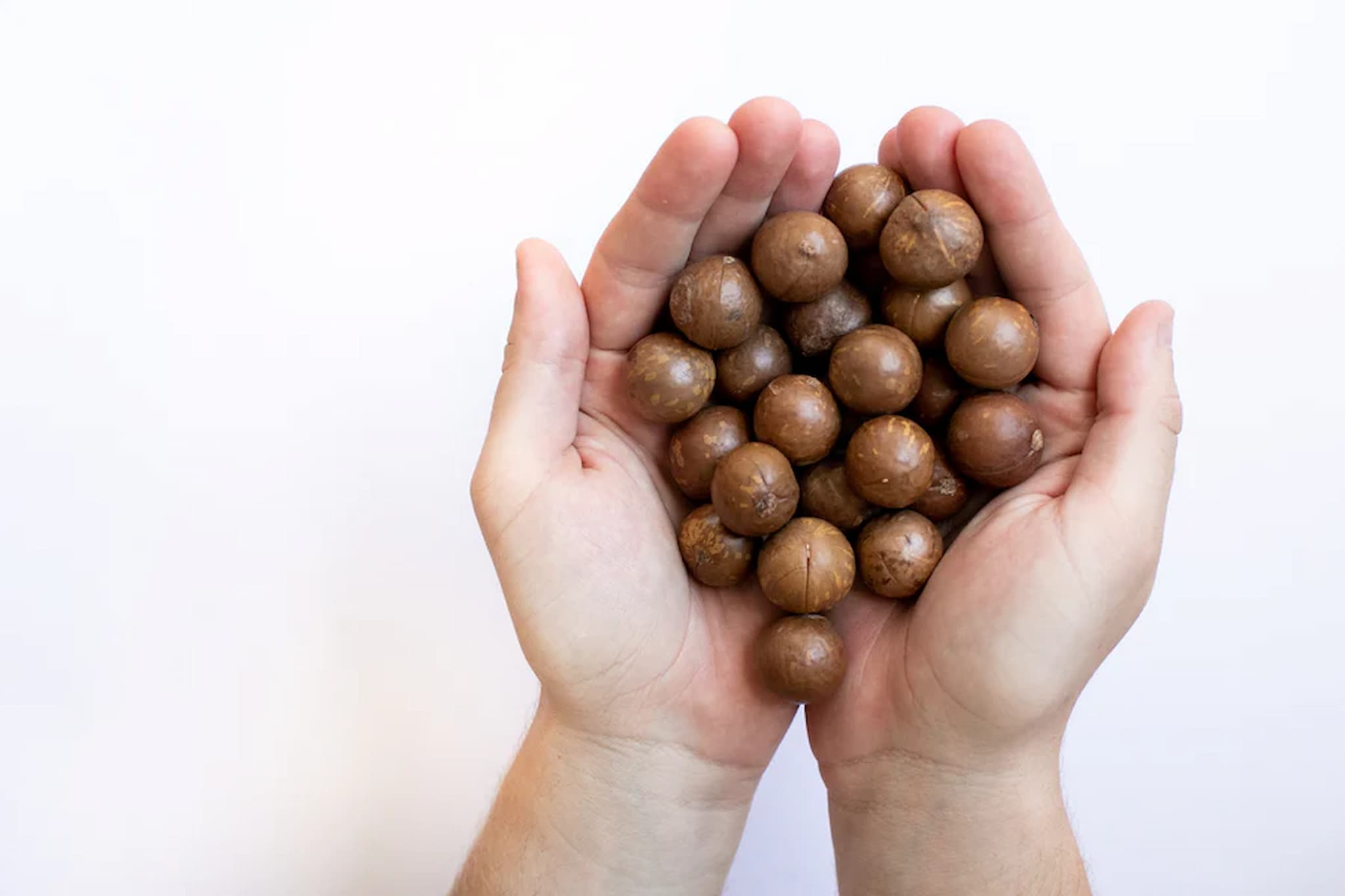 Two hands holding a handful of macadamia nuts against a white background